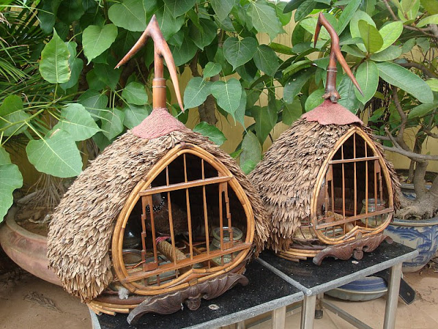 Kỹ thuật nuôi Chim Cu gáy phải thật sự kiên nhẫn mới tạo ra được những chú chim khỏe mạnh, gáy hay. Ảnh minh họa Kỹ thuật nuôi Chim Cu gáy phải thật sự kiên nhẫn mới tạo ra được những chú chim khỏe mạnh, gáy hay. Ảnh minh họa