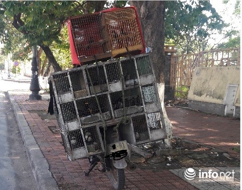 Lạ lùng chuyện mua chim trên cây ở Quảng Bình - Ảnh 2. Lạ lùng chuyện mua chim trên cây ở Quảng Bình - Ảnh 2.