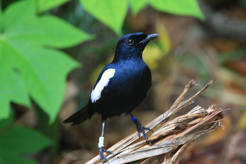 Lồng chòe than Lồng chòe than