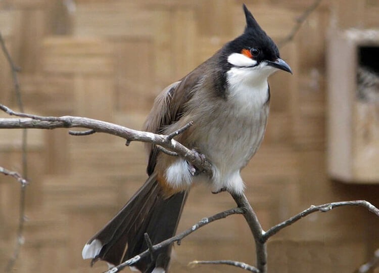 Hướng Dẫn Cách Nuôi Chim Chào Mào Siêng Hót, Hót Hay, Căng Lửa 15 Tại sao chào mào không hót?