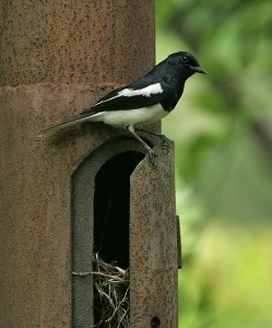 Cách thuần chim Chích Chòe than bổi