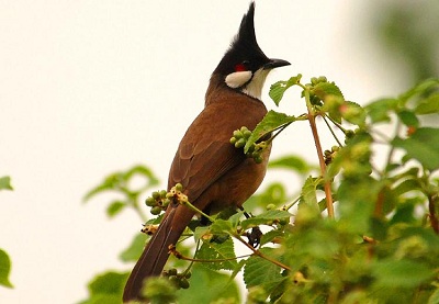 Các tay chơi chim chuyên nghiệp chia sẻ cách chọn chào mào