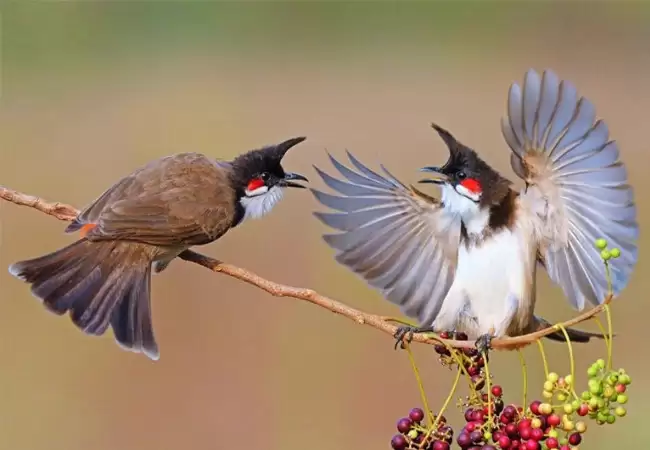 Các kỹ thuật nuôi chim chào mào khi sinh sản