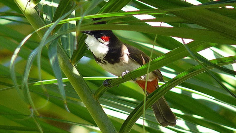 Cách chọn chim chào mào