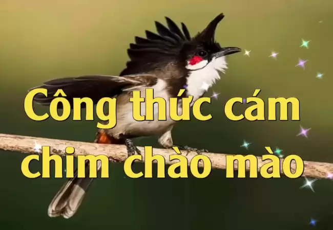 Công thức cách làm cám Chào Mào giúp chim căng lửa, hót hay