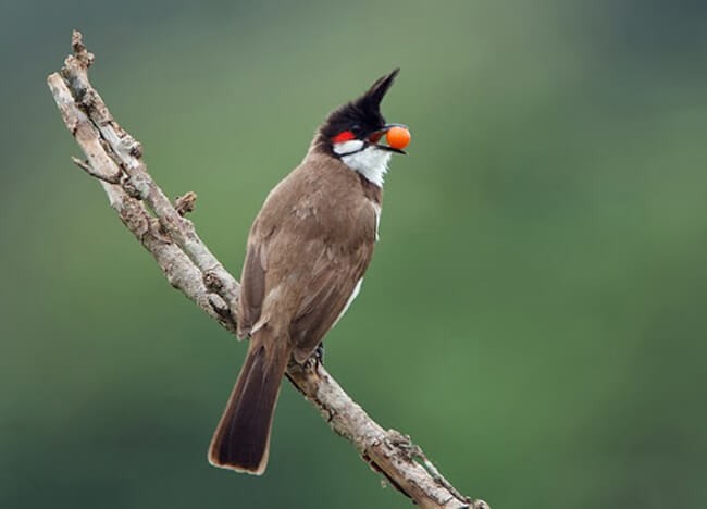 Cho chim ăn trái cây để hót hay hơn