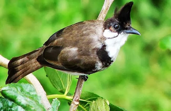 Chim chào mào thay lông ăn gì tốt nhất