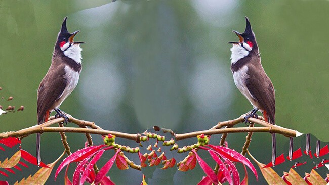 Chào mào thích ăn gì để hót hay, căng lửa, nhanh mọc lông?