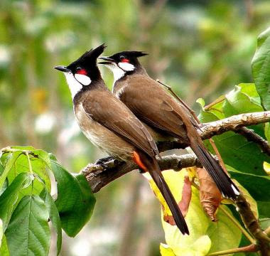 red-whiskered_bulbul_19.jpg