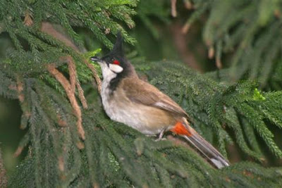 22_Red-whiskered_Bulbul_-_Hong_Kong_Park_Hong_Kong.JPG