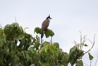 Pycnonotus_jocosus_pattani_1.JPG