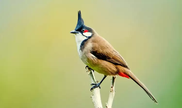 Tìm hiểu về loài chim chào mào