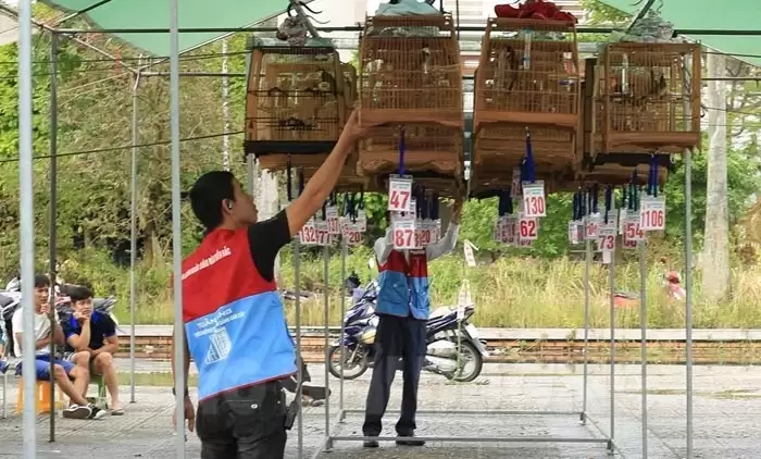 Trong 36 thứ chim, đây là thứ chim được nhiều người ở Hải Dương nuôi chơi dù khá là tốn kém