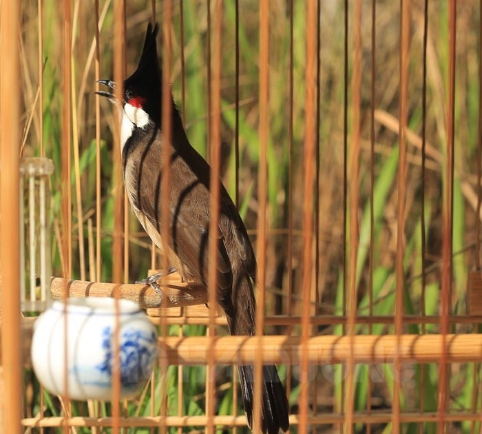 Trong 36 thứ chim, đây là thứ chim được nhiều người Hải Dương nuôi chơi cho dù khá là tốn kém - Ảnh 1.