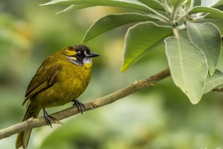 Yếu tố môi trường thúc đẩy di cư và phân bố loài thuộc họ chào mào