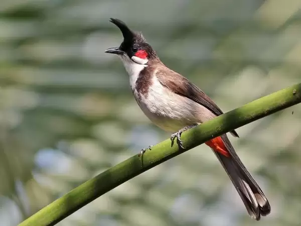 Cách nuôi chim chào mào Huế