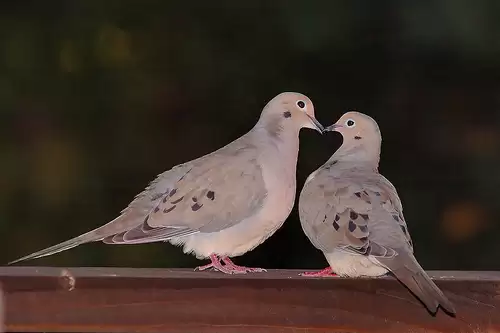Cách phân biệt chim cu gáy trống và mái chính xác nhất Cách phân biệt chim cu gáy trống và mái chính xác nhất