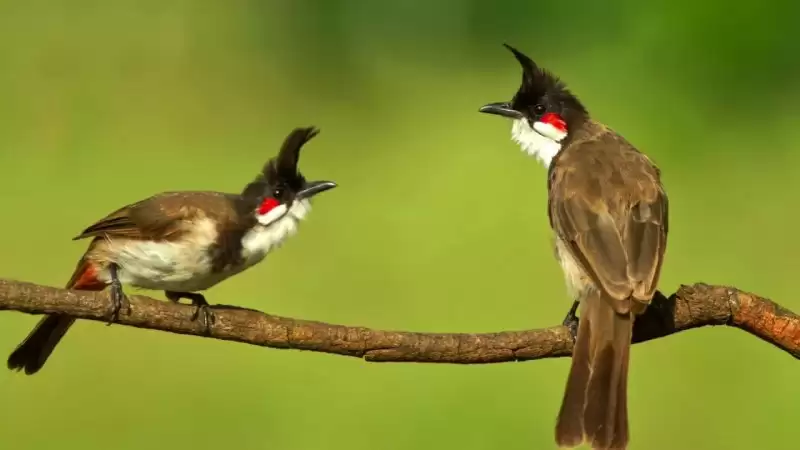 Chim Chào Mào và tất tần tật những điều bạn cần biết