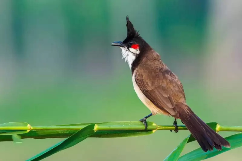 Chim Chào Mào và tất tần tật những điều bạn cần biết