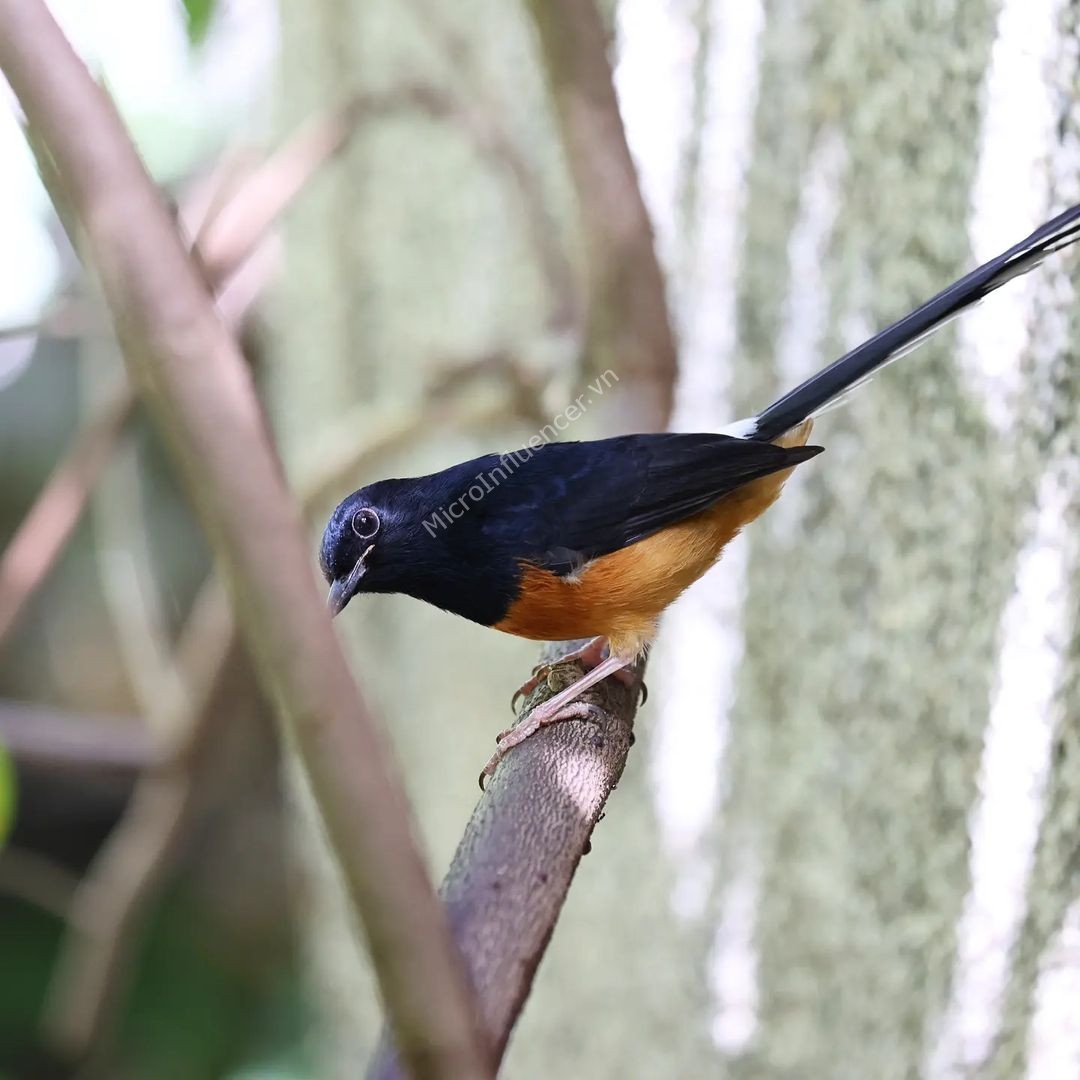 chim-chich-choe-lua_2 chim-chich-choe-lua_2