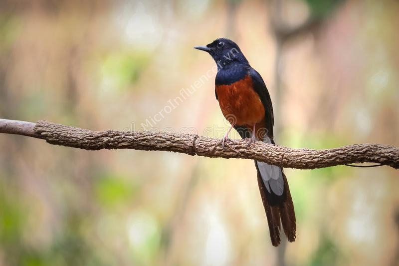 chim-chich-choe-lua_1 chim-chich-choe-lua_1