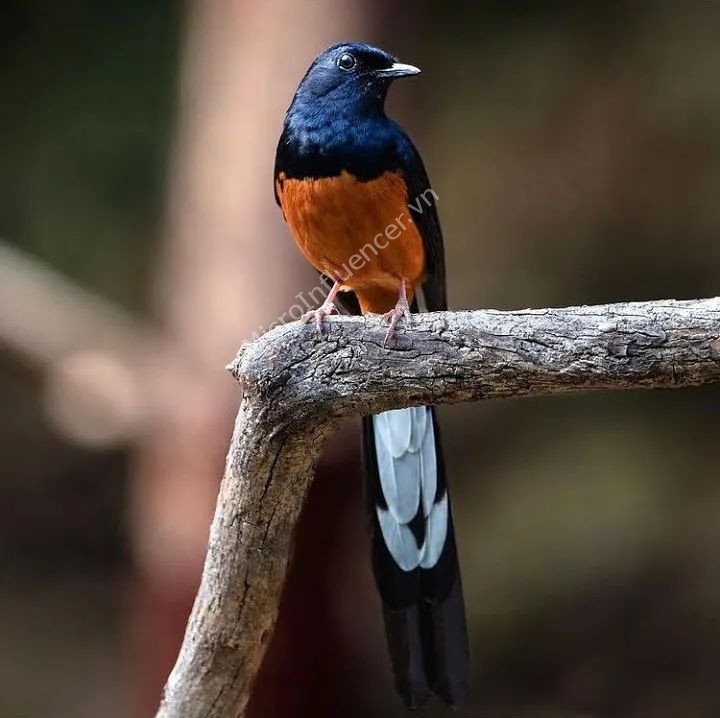 chim-chich-choe-lua_5 chim-chich-choe-lua_5