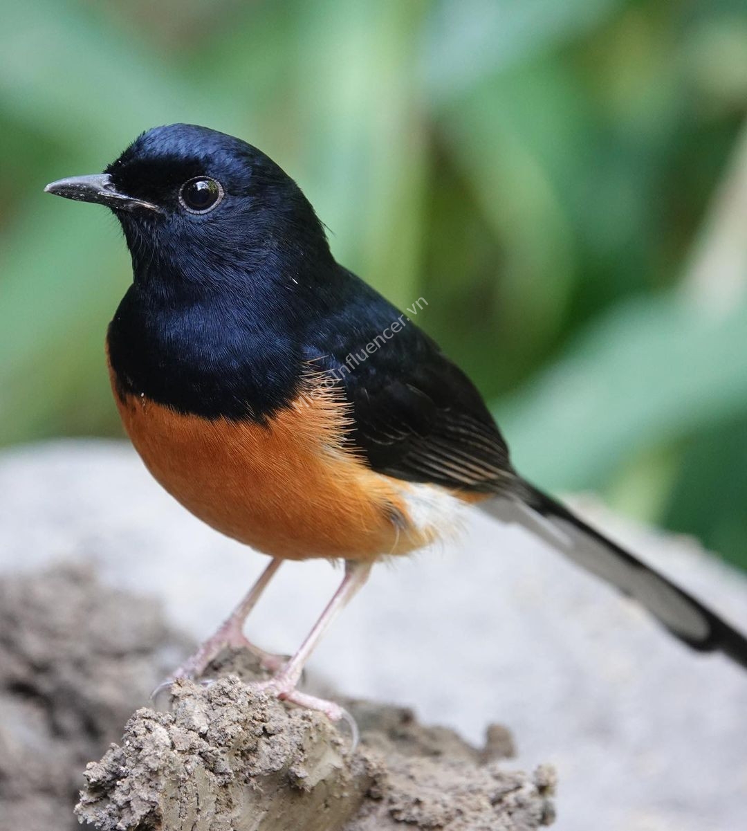 chim-chich-choe-lua_4 chim-chich-choe-lua_4