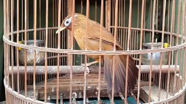 Chim Họa Mi và những điều lưu ý khi chăm nuôi Chim Họa Mi và những điều lưu ý khi chăm nuôi - ky thuat nuoi chim hoa mi 3 640x360