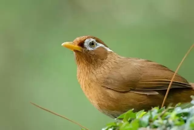 Chim Họa Mi và những điều lưu ý khi chăm nuôi Chim Họa Mi và những điều lưu ý khi chăm nuôi - ky thuat nuoi chim hoa mi 1 640x429