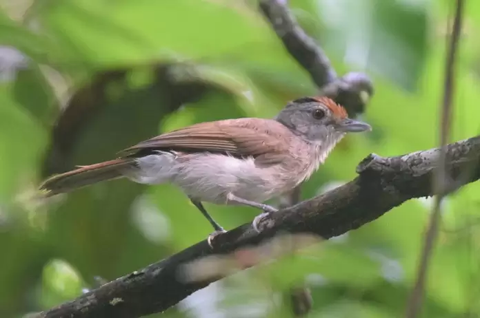 Chim Tiểu Mi ăn gì? Giá bao nhiêu? Cách nuôi thế nào?