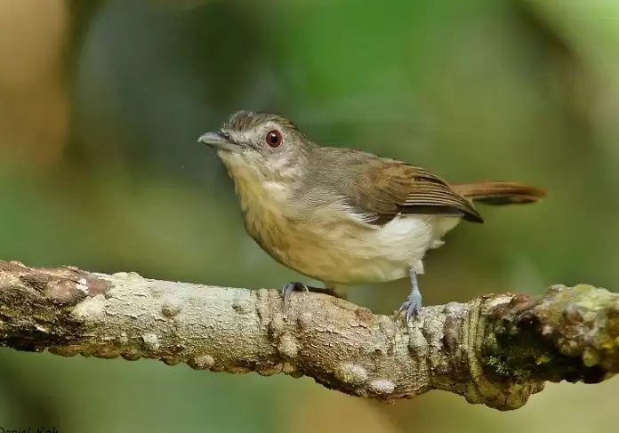 Chim Tiểu Mi ăn gì? Giá bao nhiêu? Cách nuôi thế nào?