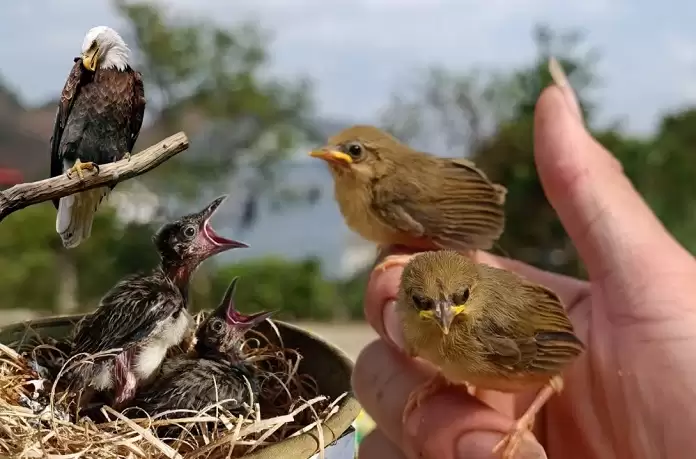 Chim Tiểu Mi ăn gì? Giá bao nhiêu? Cách nuôi thế nào?