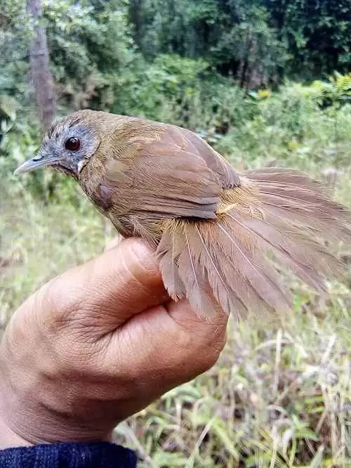  Chim tiểu mi sống ở đâu