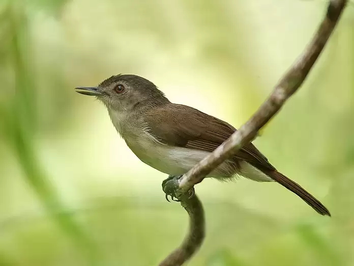 Chim tiểu mi ăn gì? Kinh nghiệm nuôi chim tiểu mi cần biết