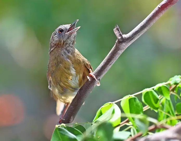 Chim tiểu mi ăn gì? Kinh nghiệm nuôi chim tiểu mi cần biết