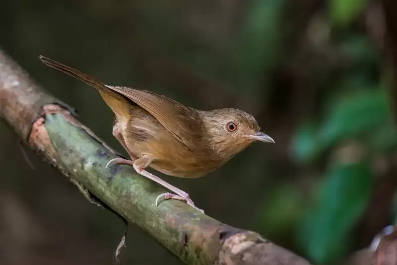 Chim tiểu mi 11