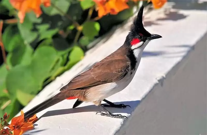 Các loại chim Chào Mào