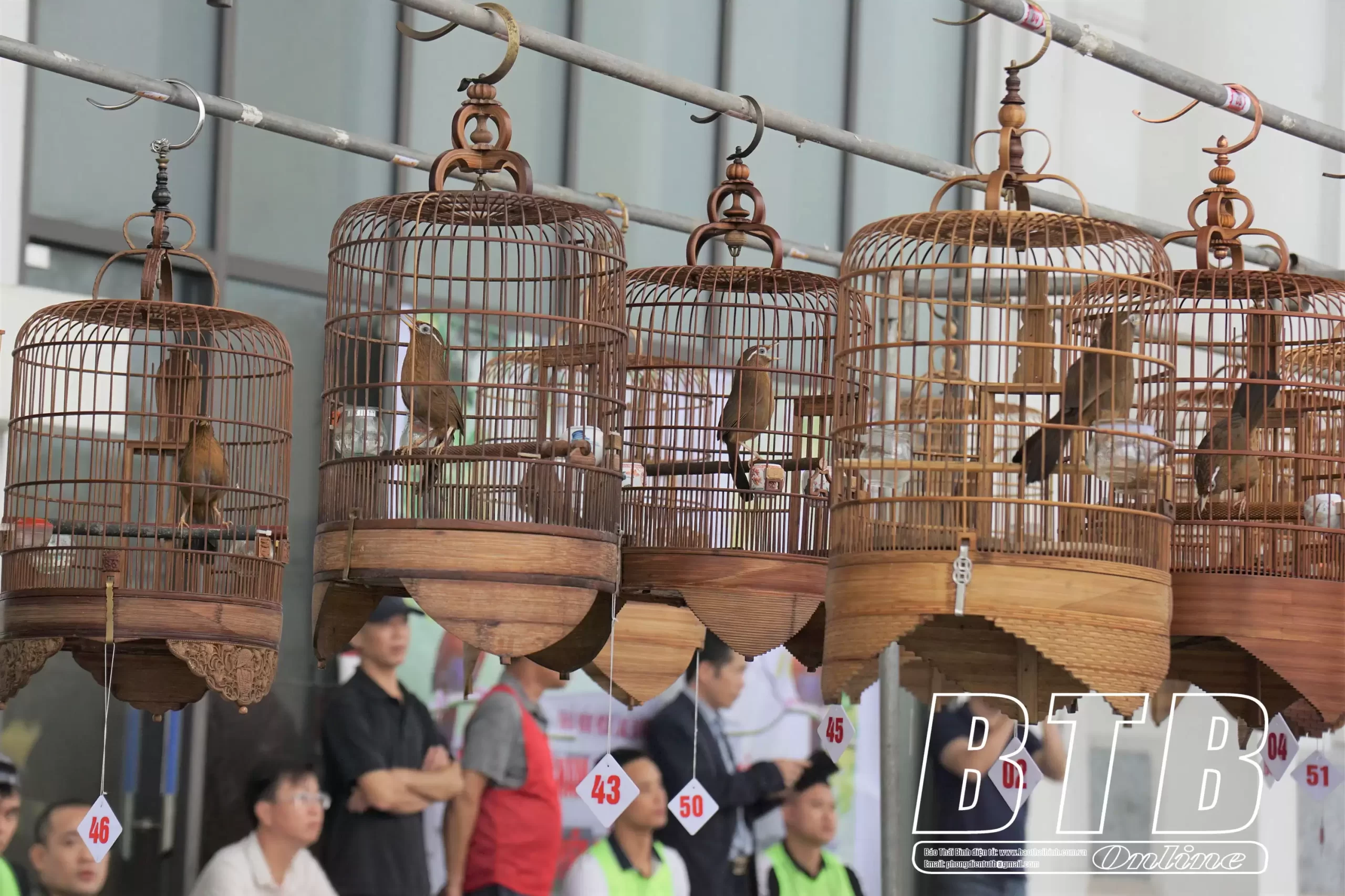 Hội thi tiếng hót chim họa mi Hội thi tiếng hót chim họa mi
