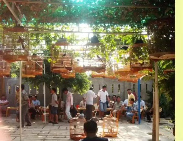 mo hinh kinh doanh quan cafe chim canh