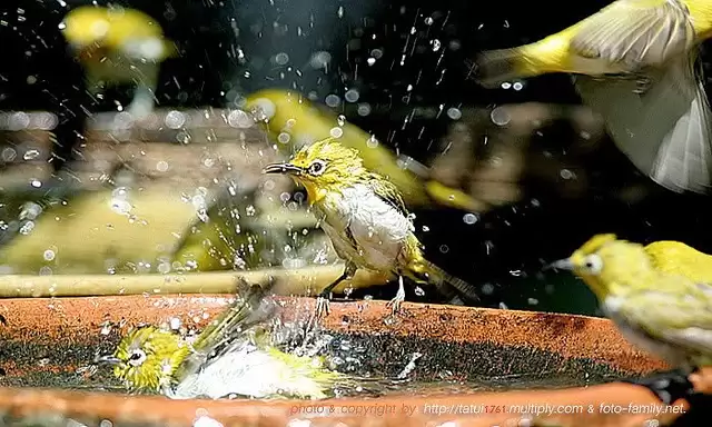 Kỹ thuật chăm sóc chim Vành khuyên thay lông