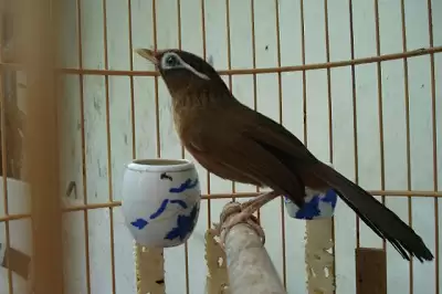 Kỹ thuật chăm sóc Họa Mi thay lông Kỹ thuật chăm sóc Họa Mi thay lông - hoa2Bmy2Bthay2Blong