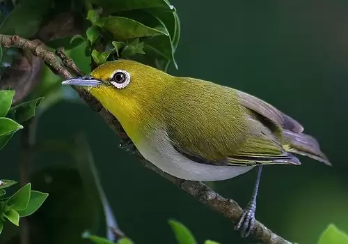 Kỹ thuật nuôi và chăm sóc chim Vành Khuyên lứu hay