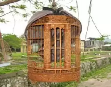 Kỹ thuật thuần hóa chim Họa Mi Kỹ thuật thuần hóa chim Họa Mi