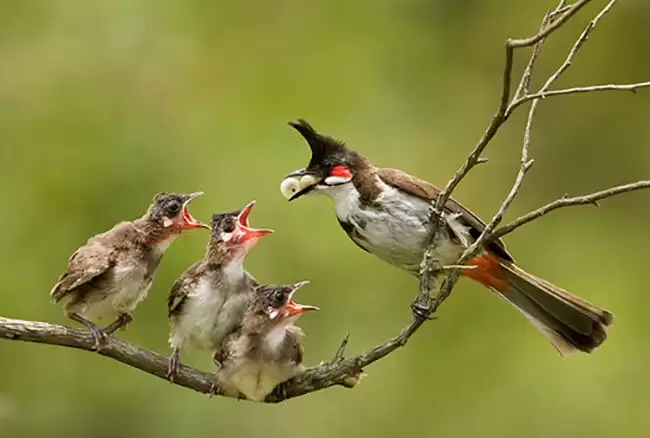 chim chào mào ăn gì để căng lửa