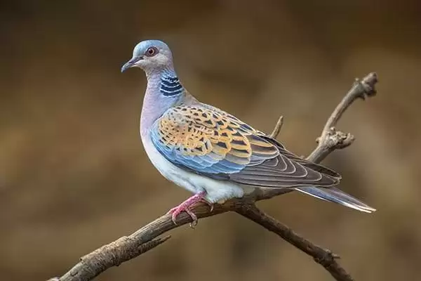 Cu gáy là một loài chim thuộc họ bồ câu, loài này rất quen thuộc với nông dân Việt Nam. Khắp các vùng đồng bằng đều có thể dễ dàng bắt gặp chim cu gáy với cái đầu tròn và nhỏ, thân hình trái xoài. Đặc biệt tiếng hót với 4 màu giọng khác nhau nên rất được những nghê nhận nuôi chim yêu thích và lựa chọn.