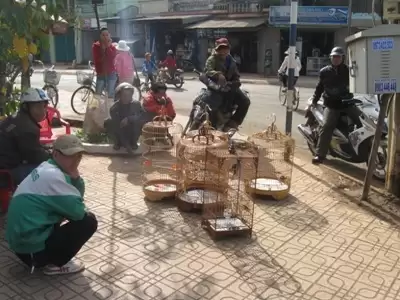 Nở rộ phong trào chơi chim cảnh ở Krông Pak Nở rộ phong trào chơi chim cảnh ở Krông Pak