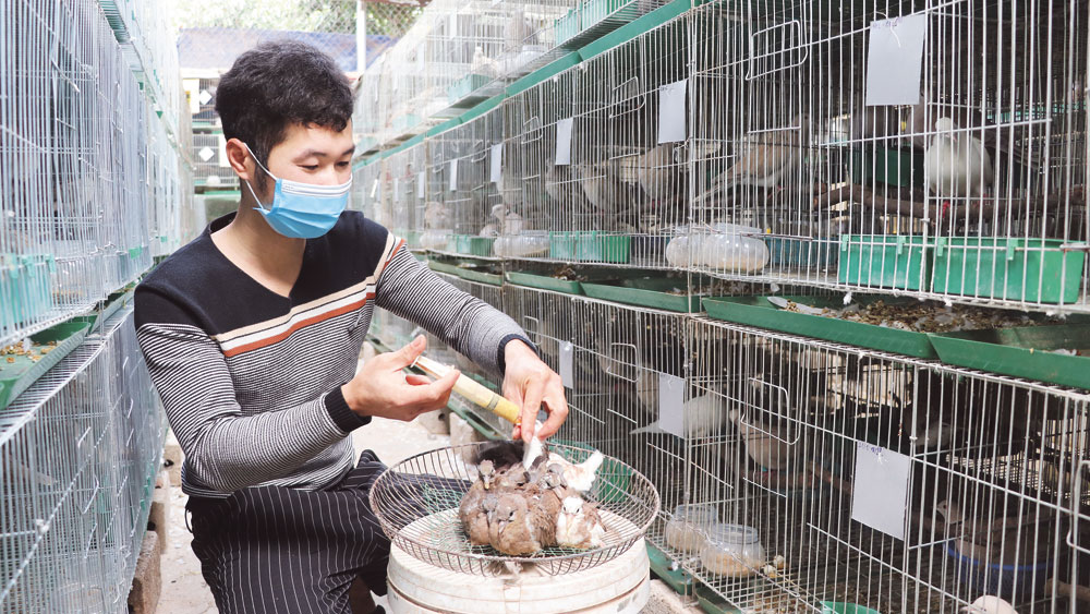 Nuôi chim cu gáy Thái Lan kiểu gì mà anh chàng nông dân Bắc Giang bán 300.000-1 triệu/cặp? - Ảnh 1. Nuôi chim cu gáy Thái Lan kiểu gì mà anh chàng nông dân Bắc Giang bán 300.000-1 triệu/cặp? - Ảnh 1.