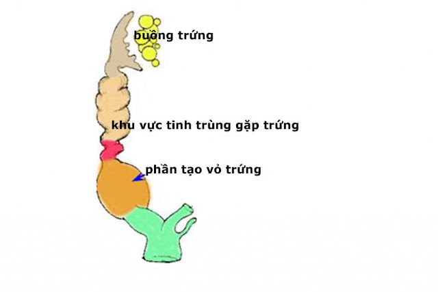 QUÁ TRÌNH TẠO TRỨNG YẾN HÓT