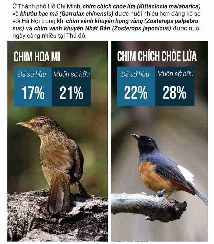 Rừng vắng lặng vì thú nuôi chim cảnh Rừng vắng lặng vì thú nuôi chim cảnh