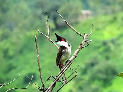 Top 5 dòng chim Chào Mào đẹp nhất hiện nay